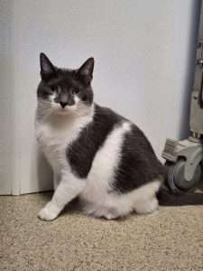 Detective Cat2