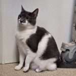 Detective Cat3